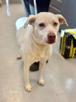 Alice in Chains -  Mixed Breed Dog for Adoption in Chillicothe, Ohio - Alice In Chains | PetCurious