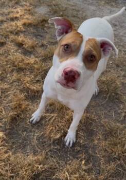 A431967 -  Pit Bull Terrier and Mixed Breed Dog for Adoption in Conroe, Texas - A431967 | PetCurious