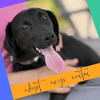 Labrador Retriever Dogs Available for Adoption in Columbus, Ohio - Onyx Carter | PetCurious