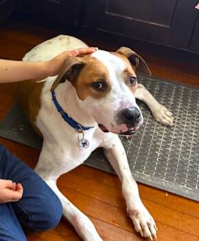 Bruno -  Mixed Breed Dog for Adoption in Alexandria, Virginia - Bruno | PetCurious