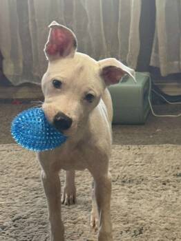 Rescue Pit Bull Terrier and Mixed Breed Dogs for Adoption in Edmond, Oklahoma - Chet | PetCurious