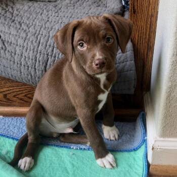 Titan -  Mixed Breed Dog for Adoption in Pelham, New Hampshire - Titan | PetCurious