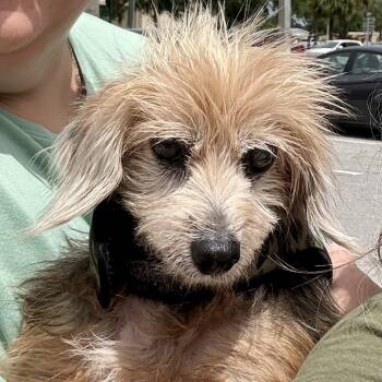 Brucie Bear -  Yorkshire Terrier Dog Available for Adoption in Carolina, Carolina - Brucie Bear | PetCurious