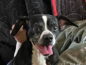 Dalia -  Boxer and Beagle Dog for Adoption in Bedford, Virginia - Dalia | PetCurious