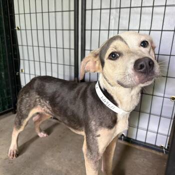 Kim -  Pit Bull Terrier Dog for Adoption in Birmingham, Alabama - Kim | PetCurious