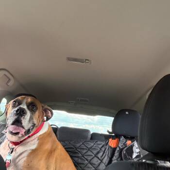 Flash -  Boxer Dog for Adoption in Middlesex, New Jersey - Flash | PetCurious