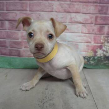 Stella -  Chihuahua and Mixed Breed Dog for Adoption in Fort Collins, Colorado - Stella | PetCurious