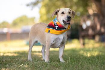 Winnie -  Labrador Retriever and Basset Hound Dog for Adoption in Santa Rosa, California - Winnie | PetCurious
