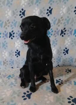 Chihuahua Dogs Available for Adoption in Mena, Arkansas - Chi Chi | PetCurious