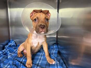 Rescue American Staffordshire Terrier and Mixed Breed Dogs for Adoption in Grand Prairie, Texas - COSMO | PetCurious