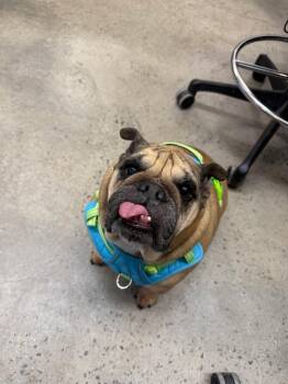 English Bulldog Dogs Available for Adoption in New Rochelle, New York - Lucy | PetCurious