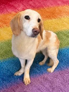 Lemon (coming 9.1) -  Beagle and Mixed Breed Dog for Adoption in Boulder, Colorado - Lemon (coming 9.1) | PetCurious
