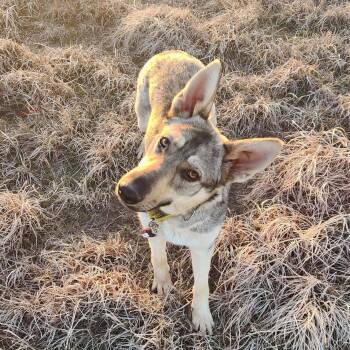 German Shepherd Dog Dogs Available for Adoption - Pina | PetCurious