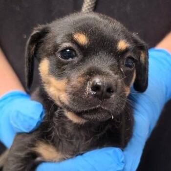 Sarge -  Mixed Breed Dog for Adoption in Yuma, Arizona - Sarge | PetCurious