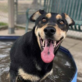 Rescue Doberman Pinscher Dogs for Adoption in Kirkland, Washington - Hunter - Loving, Personable Guy! | PetCurious