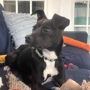 Mixed Breed Dogs Available for Adoption in Englewood, Florida - Mr. Pickle Pants | PetCurious