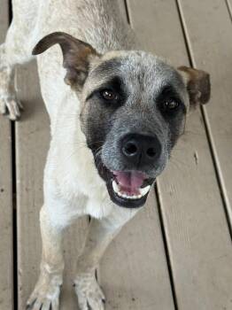Shepherd and Australian Shepherd Dogs Available for Adoption in Augusta, Georgia - Rocky | PetCurious