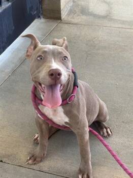 LUCIE -  Pit Bull Terrier and Mixed Breed Dog for Adoption in Riverside, California - LUCIE | PetCurious