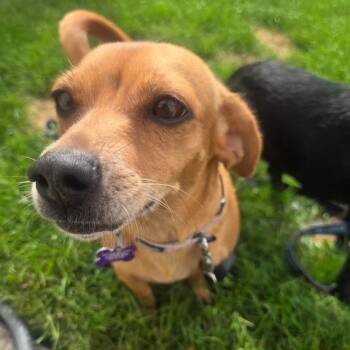 Twizzler -  Chihuahua and Mixed Breed Dog for Adoption in Bedford Park, Illinois - Twizzler | PetCurious