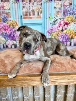 American Bulldog Dogs Available for Adoption in Fruit Heights, Utah - Dreamy | PetCurious