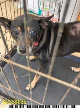 PETAL -  Mixed Breed Dog for Adoption in West Palm Beach, Florida - PETAL | PetCurious