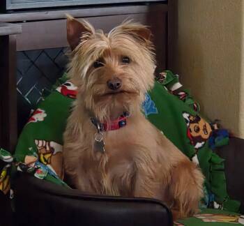 Yorkshire Terrier Dogs Available for Adoption in Lucerne Valley, California - Toto | PetCurious
