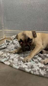 Pug Dogs Available for Adoption in Eagle, Idaho - Pepper | PetCurious