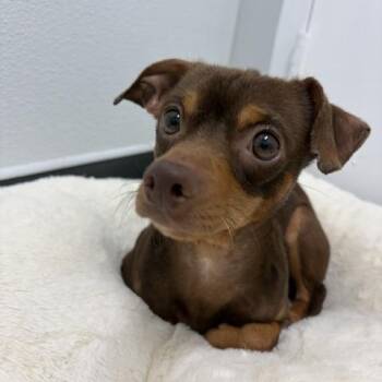 Cayanne -  Chihuahua and Mixed Breed Dog for Adoption in Fairfax Station, Virginia - Cayanne | PetCurious