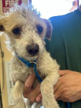 A1913809 -  Terrier Dog Available for Adoption in Blythe, California - A1913809 | PetCurious