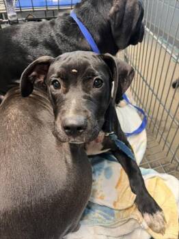 ARAMIS -  Pit Bull Terrier Dog for Adoption in Tallahassee, Florida - ARAMIS | PetCurious