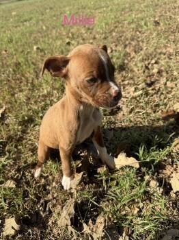 Millie -  Pit Bull Terrier Dog for Adoption in Welling, Oklahoma - Millie | PetCurious