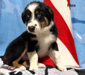 Finn -  Australian Shepherd Dog for Adoption in Celina, Ohio - Finn | PetCurious
