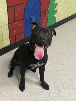 American Bulldog Dogs Available for Adoption - BOJANGLES | PetCurious