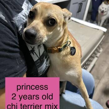 Princess -  Chihuahua and Terrier Dog for Adoption in Tampa, Florida - Princess | PetCurious