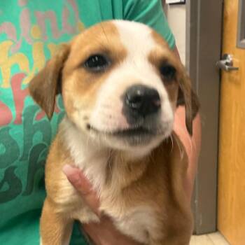 Terrier Dogs Available for Adoption in Tupelo, Mississippi - Maribel - 040212U | PetCurious