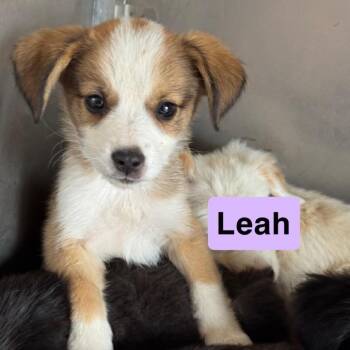 Leah -  Australian Shepherd and Mixed Breed Dog Available for Adoption in Hondo, Texas - Leah | PetCurious