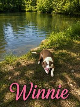 Winnie -  Dachshund Dog for Adoption in Zimmerman, Minnesota - Winnie | PetCurious