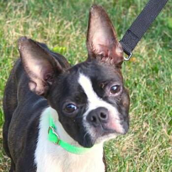 Costello -  Boston Terrier and Mixed Breed Dog for Adoption in Elk Grove Village, Illinois - Costello | PetCurious