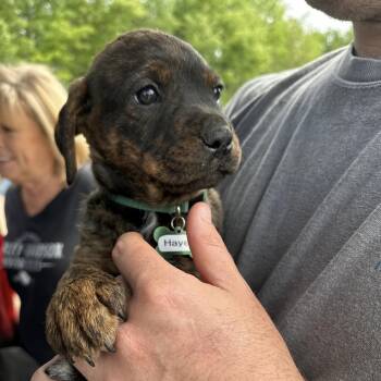 Pit Bull Terrier Dogs Available for Adoption - Hayes | PetCurious