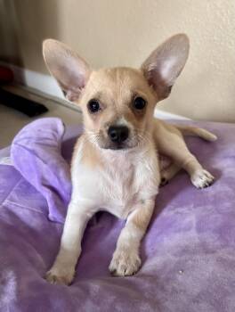 Terrier Dogs Available for Adoption in El Cajon, California - Rachel  | PetCurious