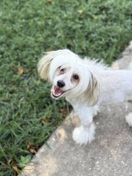 Rescue Chinese Crested Dog Dogs for Adoption in Houston, Texas - Louie | PetCurious