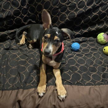 Rescue Terrier Dogs for Adoption in Paramus, New Jersey - Pancake | PetCurious