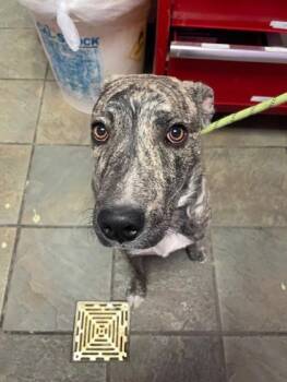 Mixed Breed Dogs Available for Adoption - 60295024 | PetCurious