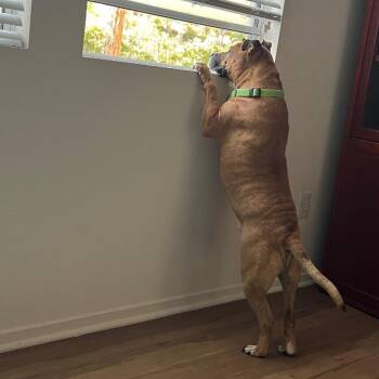 Ramon -  Mixed Breed and Terrier Dog for Adoption in San Diego, California - Ramon | PetCurious