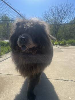 Chow Chow Dogs Available for Adoption in Altoona, Pennsylvania - Tyler | PetCurious
