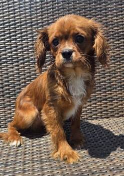 Cavalier King Charles Spaniel Dogs Available for Adoption in Malvern, Pennsylvania - Pluto | PetCurious