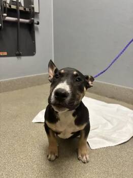 SAVAGE -  Bull Terrier Dog for Adoption in Las Vegas, Nevada - SAVAGE | PetCurious