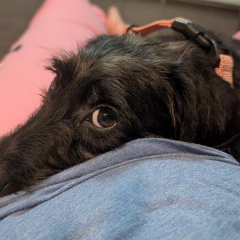 Penny -  Poodle Dog for Adoption in La Grange, Kentucky - Penny | PetCurious