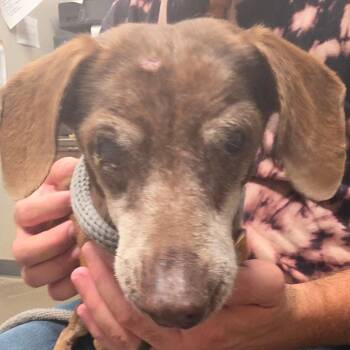 Solar -  Dachshund Dog for Adoption in Yuma, Arizona - Solar | PetCurious