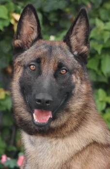 Bravo von Berglern -  German Shepherd Dog Dog for Adoption in Los Angeles, California - Bravo Von Berglern | PetCurious